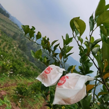 春见耙耙柑大量供应，果品比较好