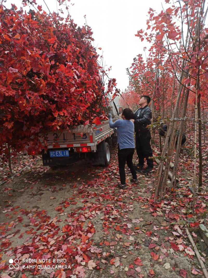 专业培育精品红冠红枫，自家苗圃，无中介，欢迎采购