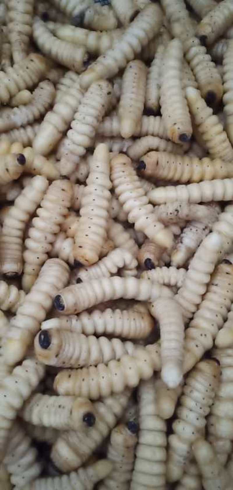咔虫柴虫木虫哈虫