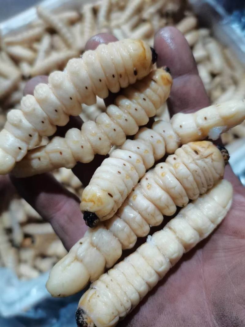 咔虫柴虫木虫哈虫