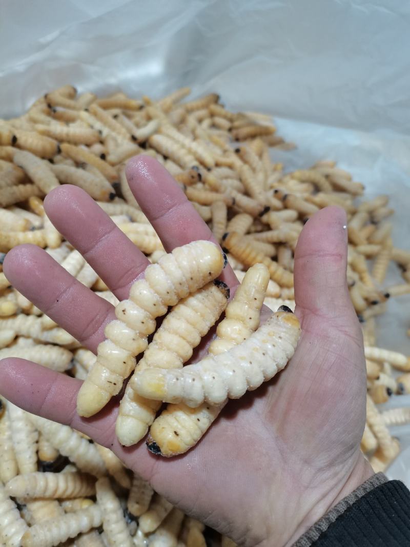 咔虫柴虫木虫哈虫