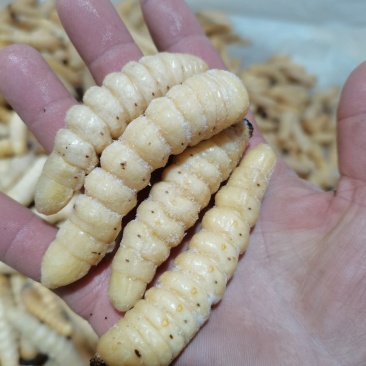 咔虫柴虫木虫哈虫