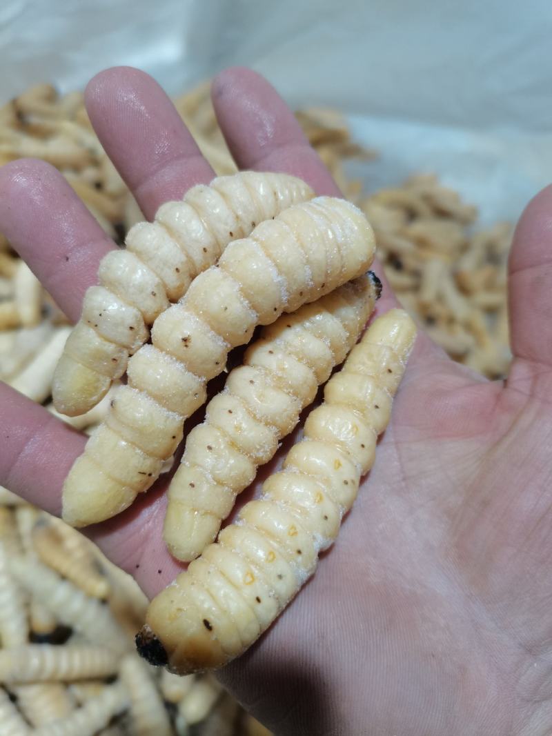 咔虫柴虫木虫哈虫