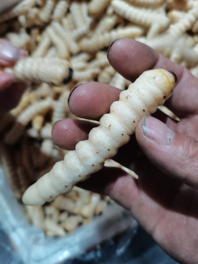 咔虫柴虫木虫哈虫