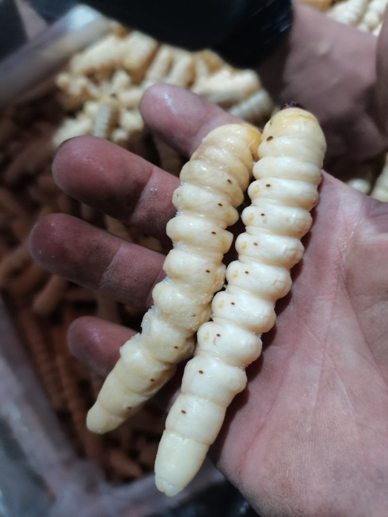 咔虫柴虫木虫哈虫