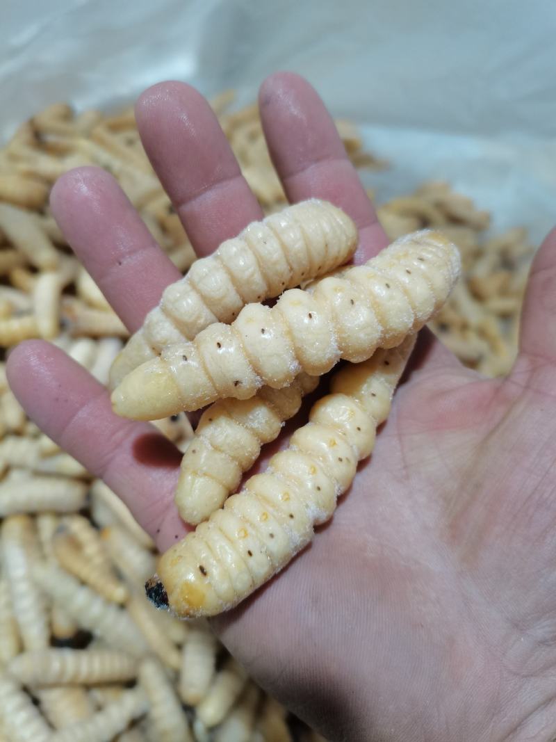 咔虫柴虫木虫哈虫