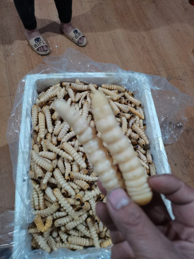 咔虫柴虫木虫哈虫