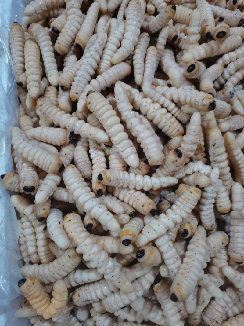 咔虫柴虫木虫哈虫