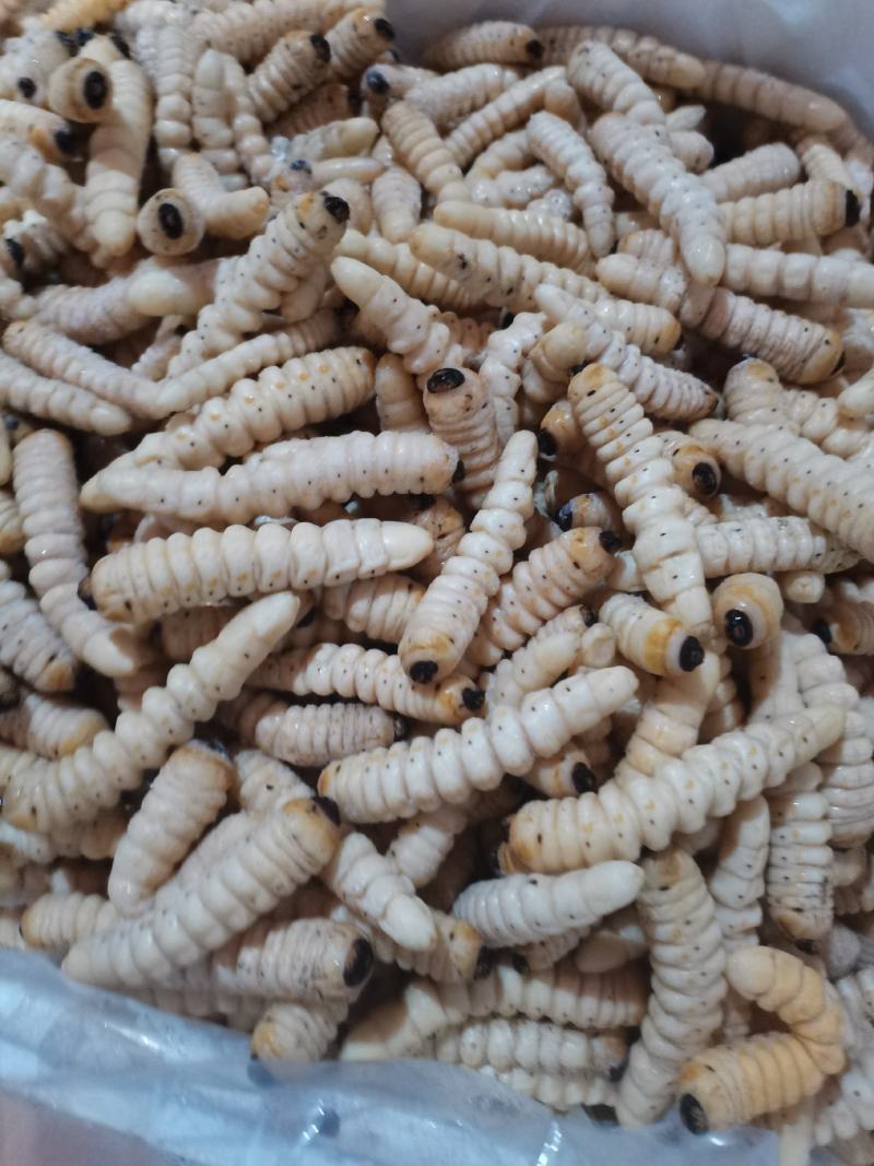 咔虫柴虫木虫哈虫