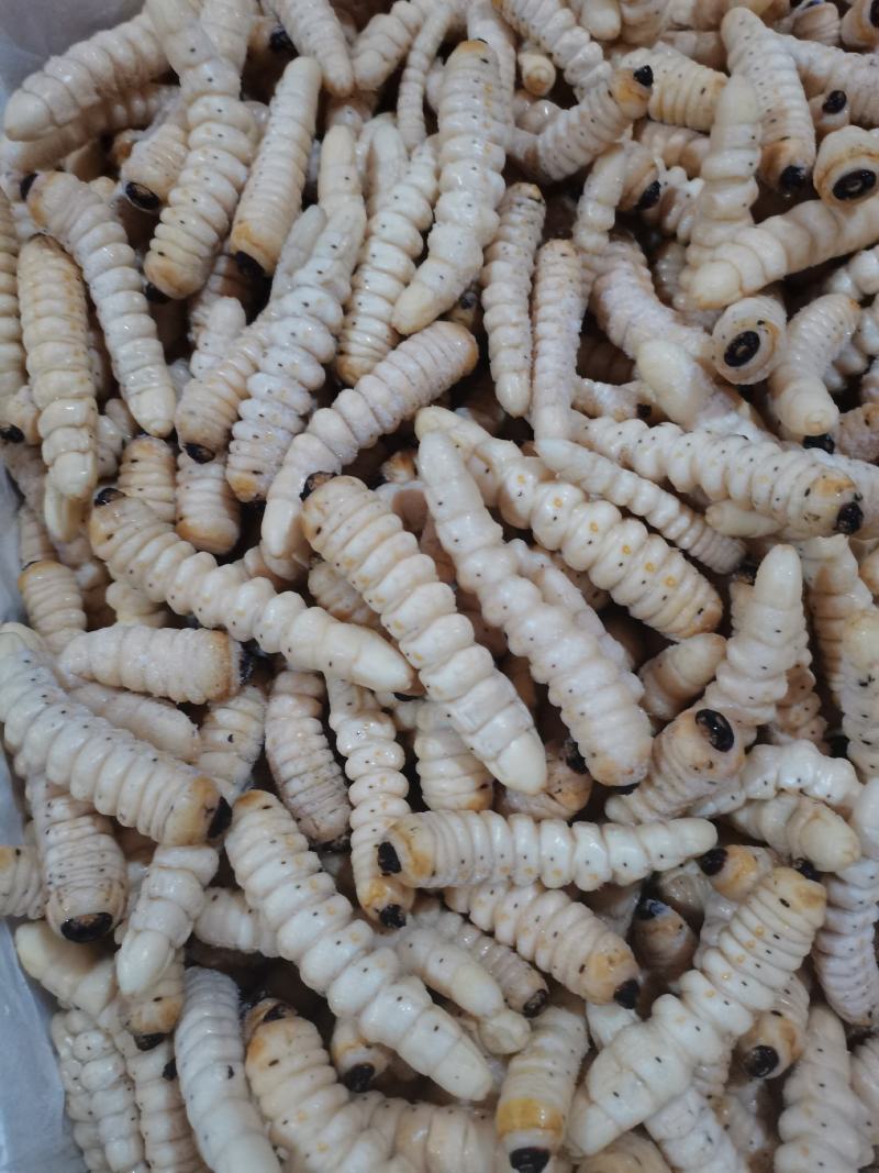 咔虫柴虫木虫哈虫