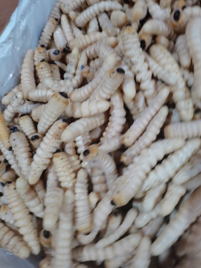 咔虫柴虫木虫哈虫