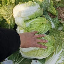 优质黄心大白菜,翠绿鲜嫩,产地直销,一手货源,保质保量