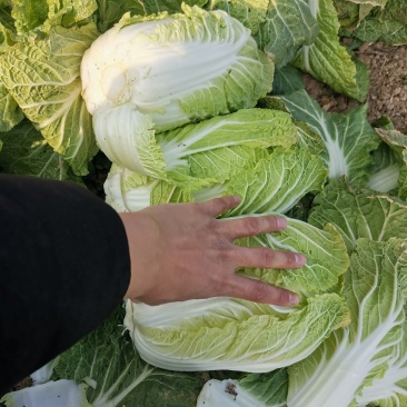 优质黄心大白菜,翠绿鲜嫩,产地直销,一手货源,保质保量
