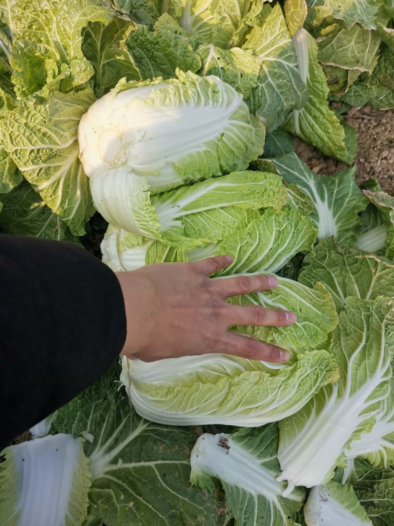 优质黄心大白菜,翠绿鲜嫩,产地直销,一手货源,保质保量