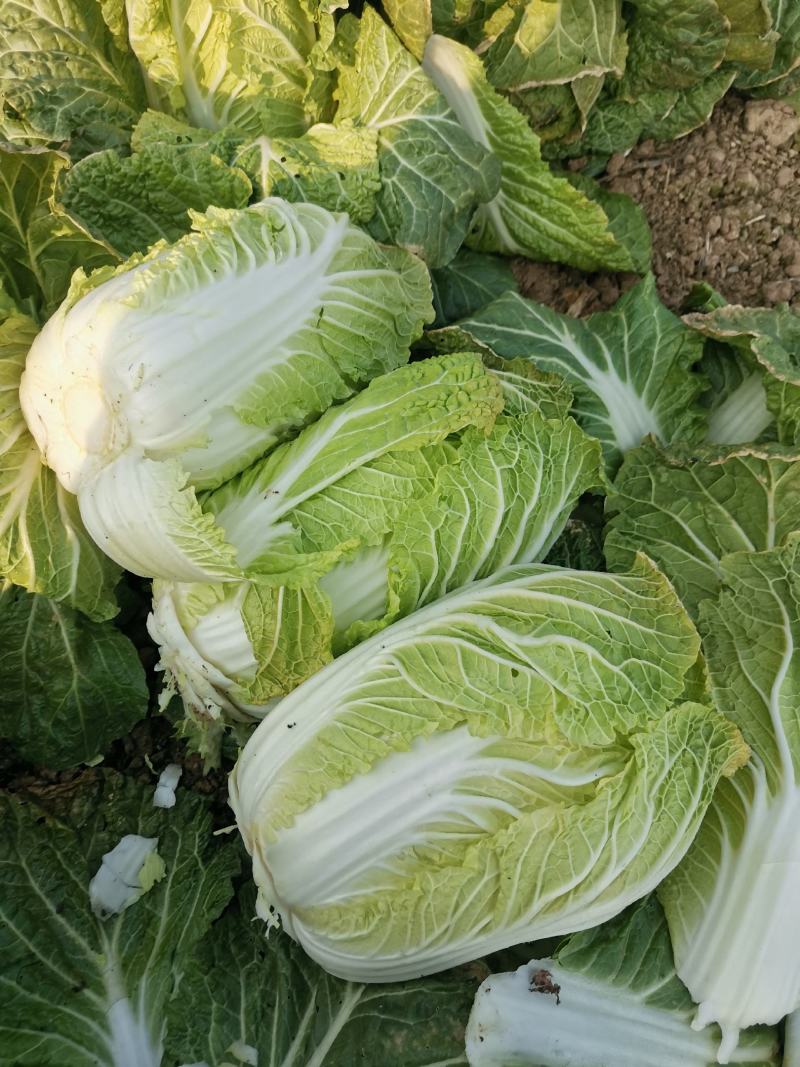 优质黄心大白菜,翠绿鲜嫩,产地直销,一手货源,保质保量