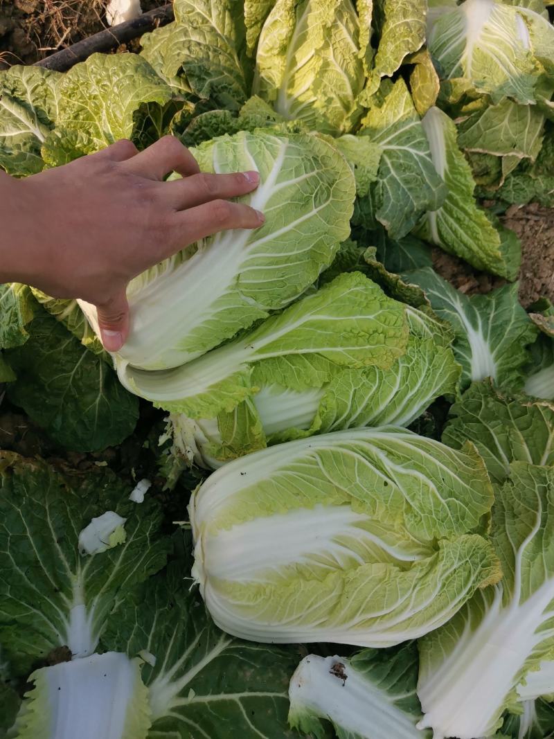 优质黄心大白菜,翠绿鲜嫩,产地直销,一手货源,保质保量