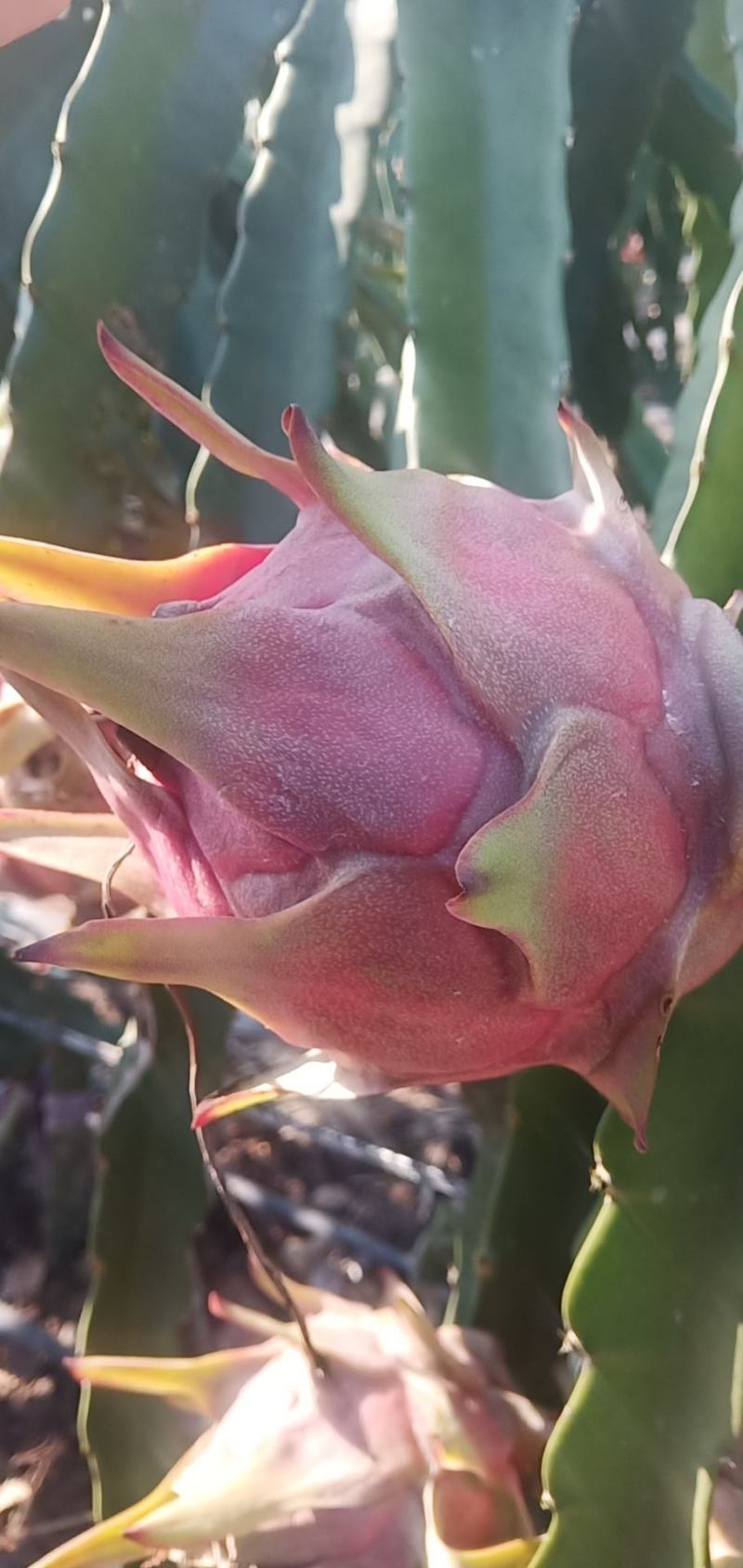 玄蜜龙红心火龙果新鲜上市
