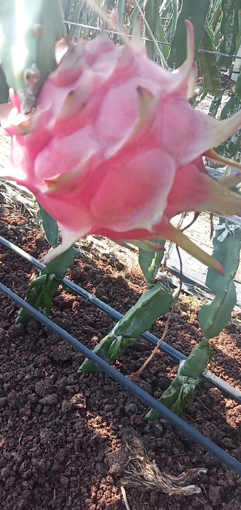 玄蜜龙红心火龙果新鲜上市