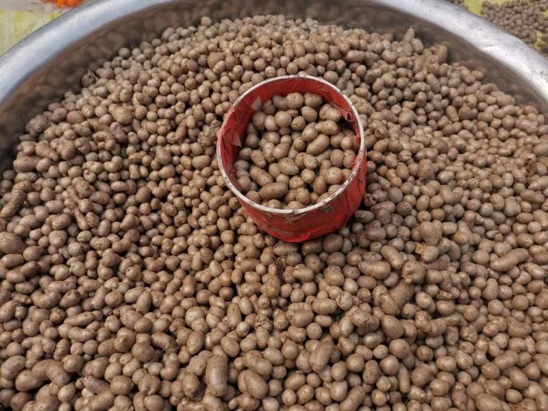 山东新泰白玉山药豆现货批发量大价优欢迎咨询合作