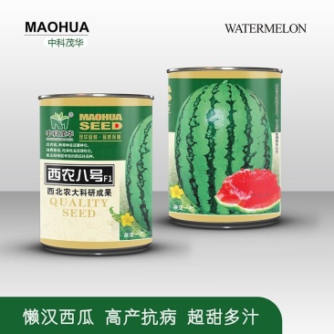西农八号懒汉西瓜种子，脆甜多汁，适应性广，抗裂籽小