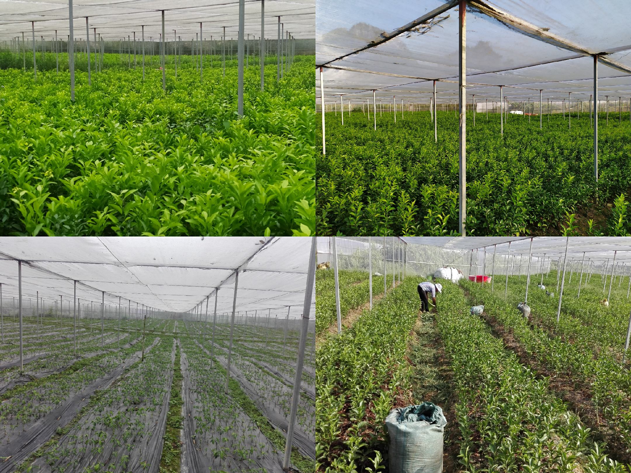 展示如何挑选优质沙糖桔及正确的储存方式 沙糖桔挑选与储存示意图