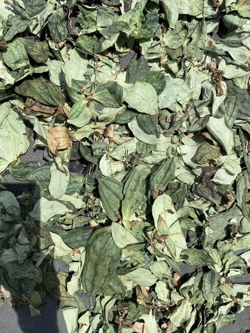 肺形草，蝴蝶草，山蝴蝶式