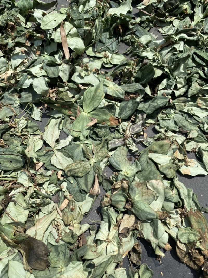 肺形草，蝴蝶草，山蝴蝶式