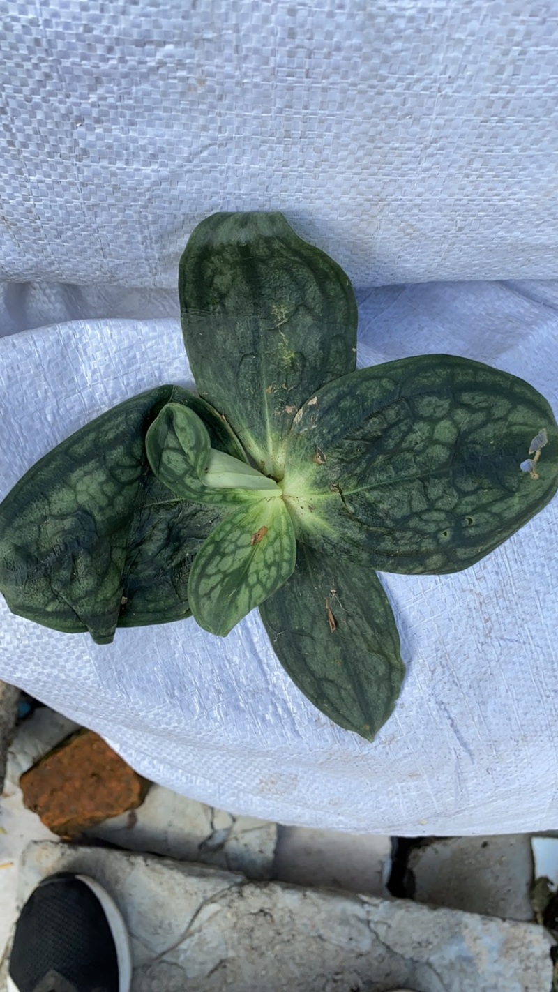 肺形草，蝴蝶草，山蝴蝶式
