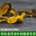 刺黄连野生新鲜中药材三颗针三棵针