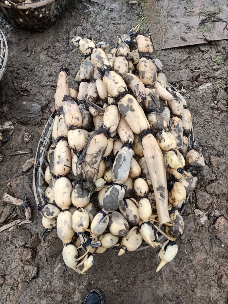 2345大白藕6号种，千亩基地，货源充足