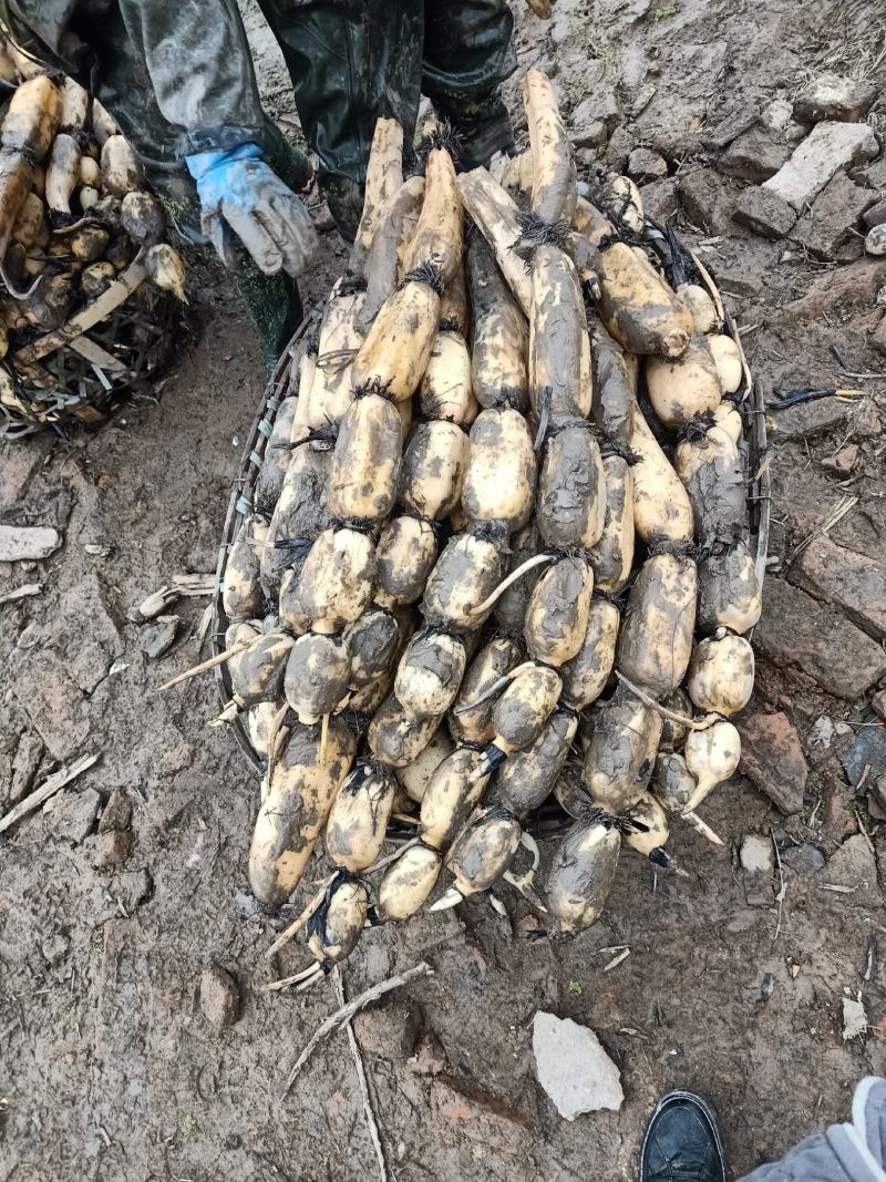 2345大白藕6号种，千亩基地，货源充足