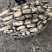 2345大白藕6号种，千亩基地，货源充足