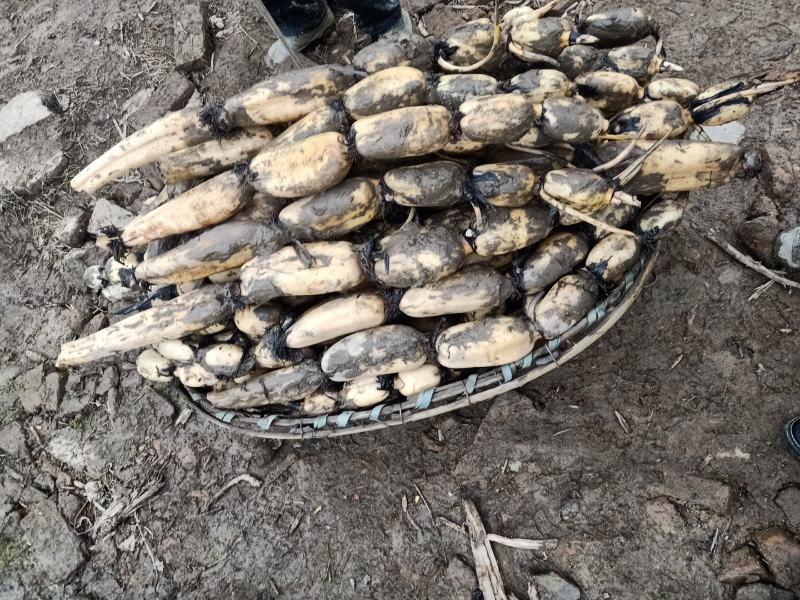 2345大白藕6号种，千亩基地，货源充足