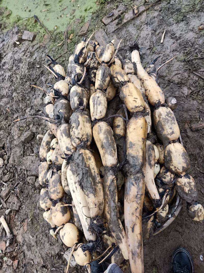 2345大白藕6号种，千亩基地，货源充足