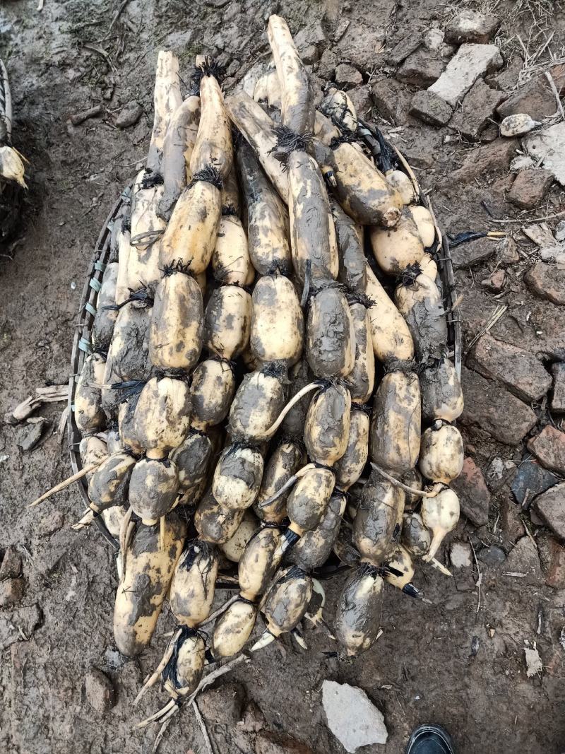 2345大白藕6号种，千亩基地，货源充足