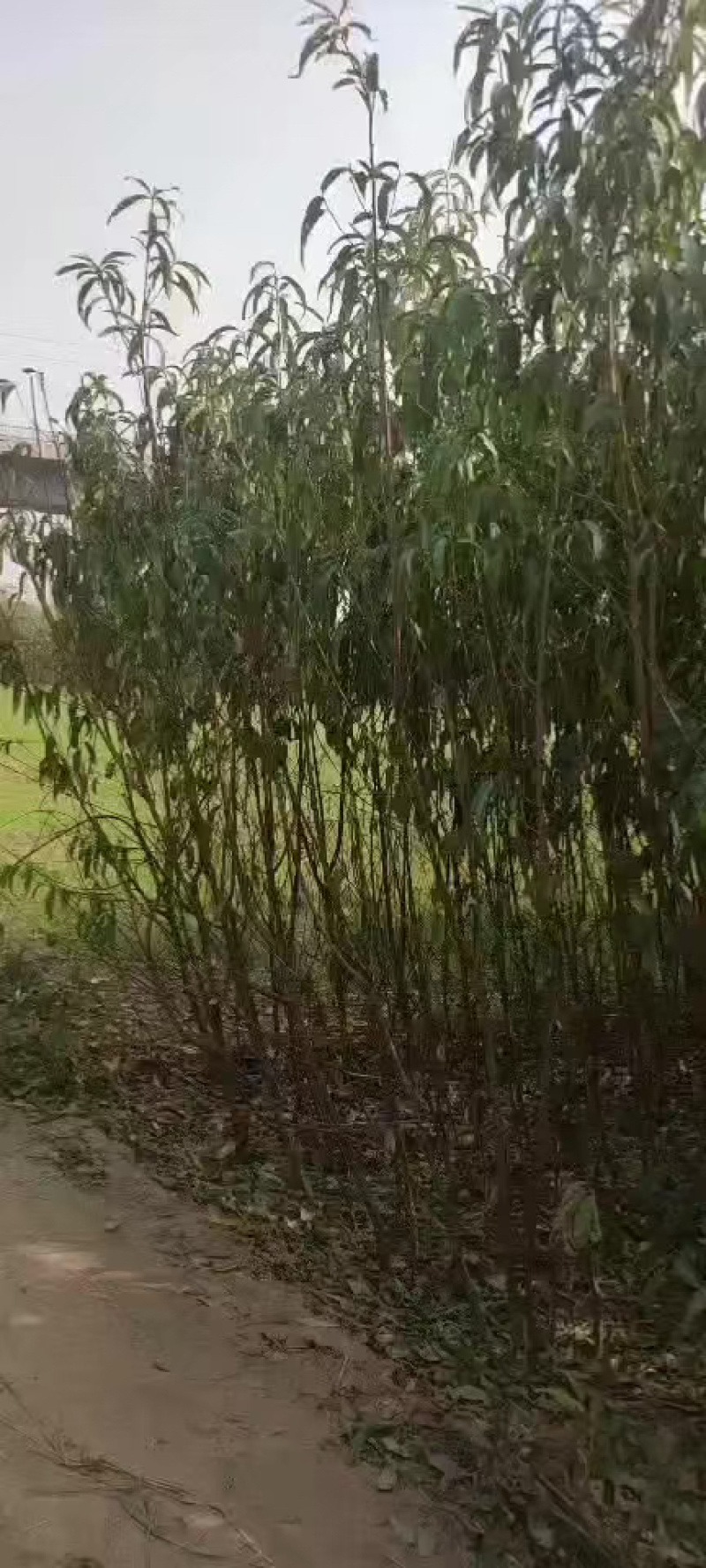 桃树苗有中油27,映霜红,黄金蜜，秋彤桃！