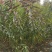 桃树苗有中油27,映霜红,黄金蜜，秋彤桃！