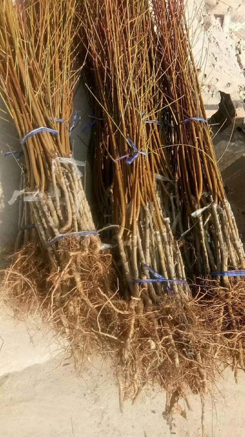 桃树苗有中油27,映霜红,黄金蜜，秋彤桃！