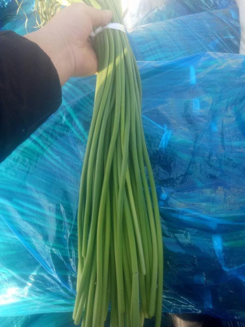 山东红帽蒜苔早熟蒜苔产地直供价格便宜实力配资