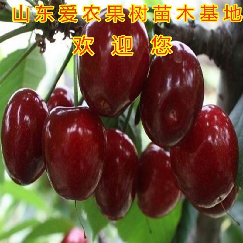 大紫樱桃苗嫁接新品种南北方可以种植好养易活产量高
