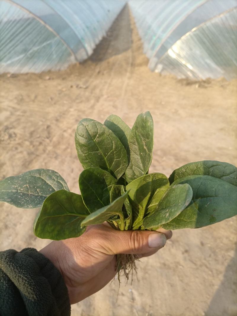 精品小菠菜！阳历春节上市