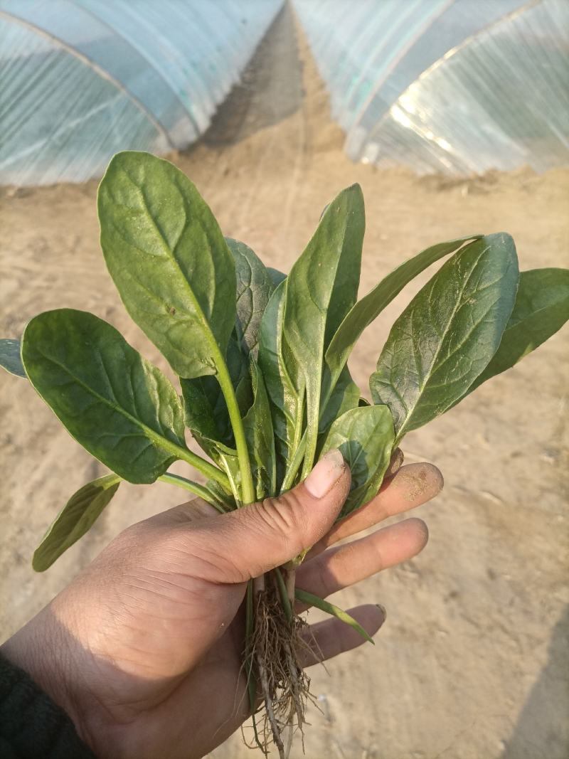 精品小菠菜！阳历春节上市