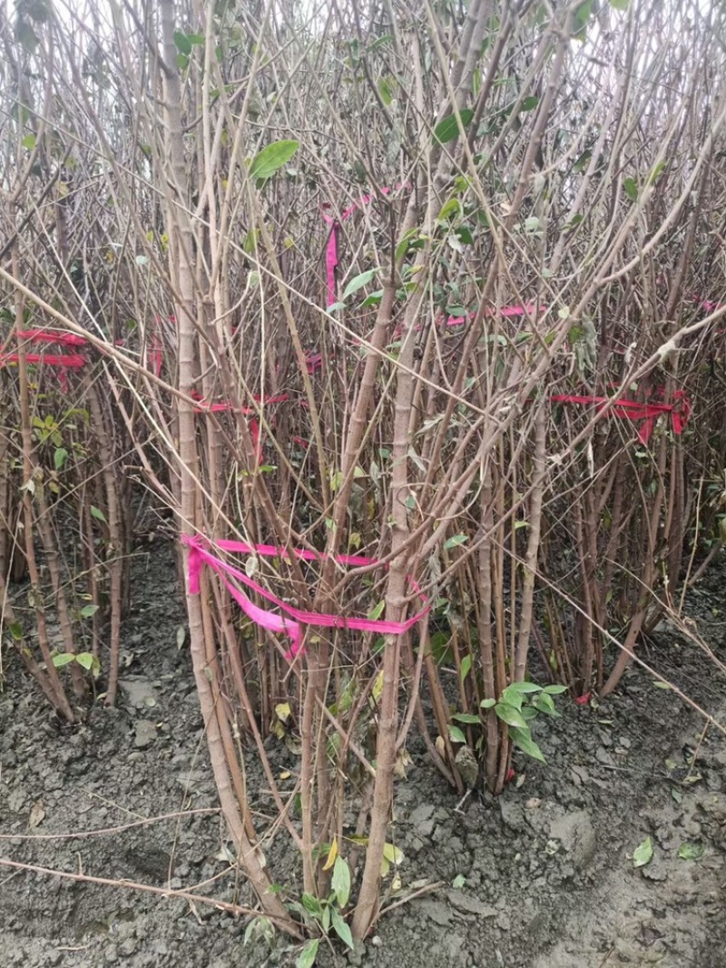 四川成都腊梅基地成都熟货腊梅苗圃直销四川成都丛生腊梅基地