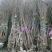 四川成都腊梅基地成都熟货腊梅苗圃直销四川成都丛生腊梅基地