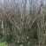 四川成都腊梅基地成都熟货腊梅苗圃直销四川成都丛生腊梅基地