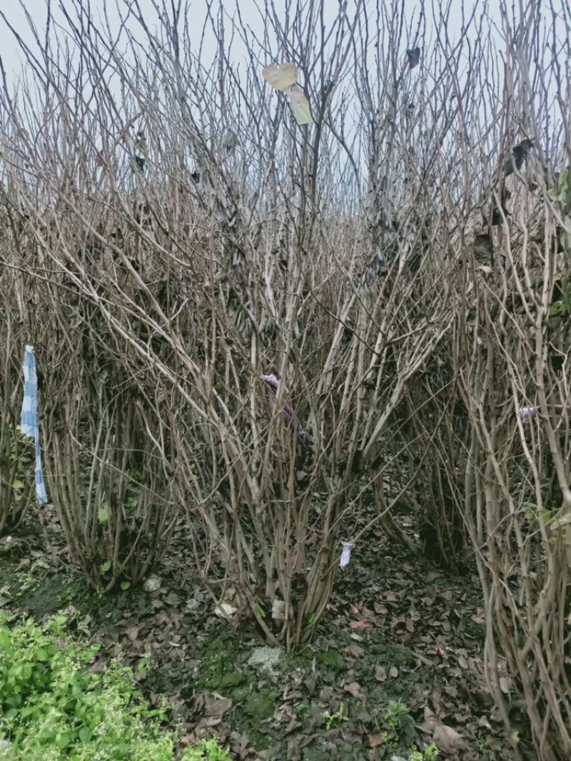 四川成都腊梅基地成都熟货腊梅苗圃直销四川成都丛生腊梅基地