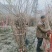 四川成都腊梅基地成都熟货腊梅苗圃直销四川成都丛生腊梅基地