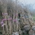 四川成都腊梅基地成都熟货腊梅苗圃直销四川成都丛生腊梅基地