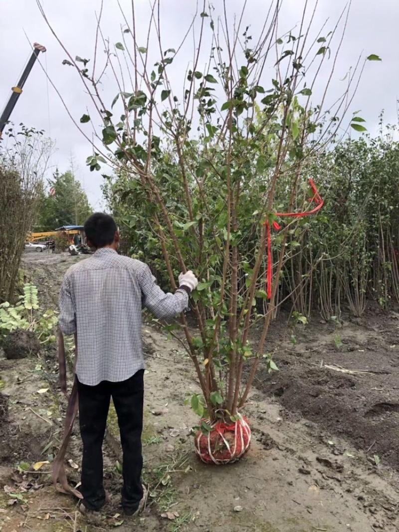 四川成都腊梅基地成都熟货腊梅苗圃直销四川成都丛生腊梅基地