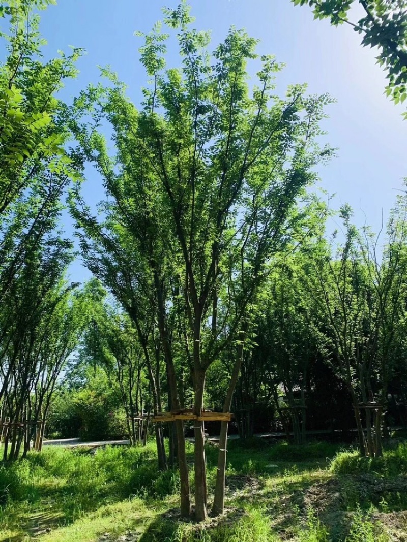 四川成都丛生榉树基地直销成都榉树基地丛生榉树基地